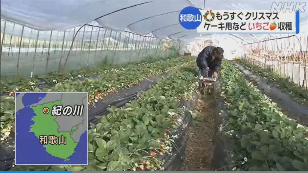 日本草莓豐收季　「草莓巡守隊」嚇阻小偷