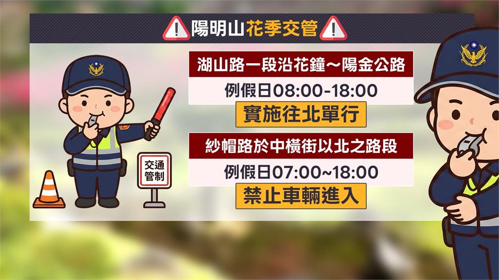 陽明山花季開跑櫻花開約五成　市府祭交通管制因應賞花人潮
