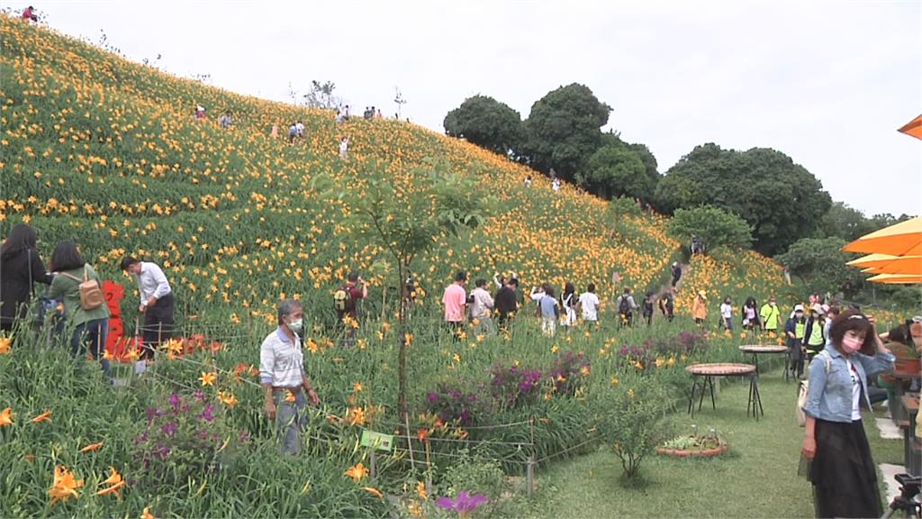 彰化花壇虎山巖金針花綻放　估人潮將破3千