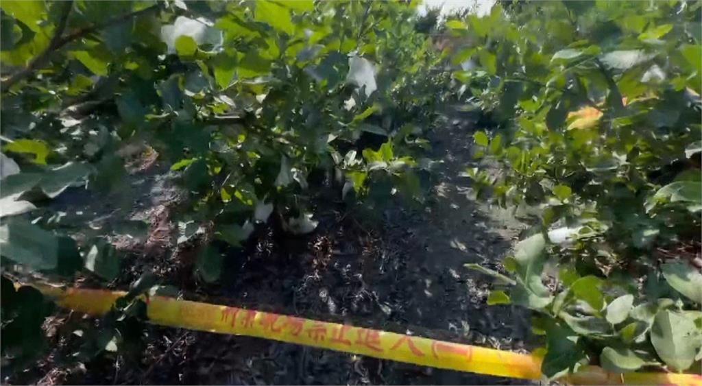 狠砍26刀! 彰化「芭樂公主」慘死 賴姓男友逃死判無期徒刑定讞