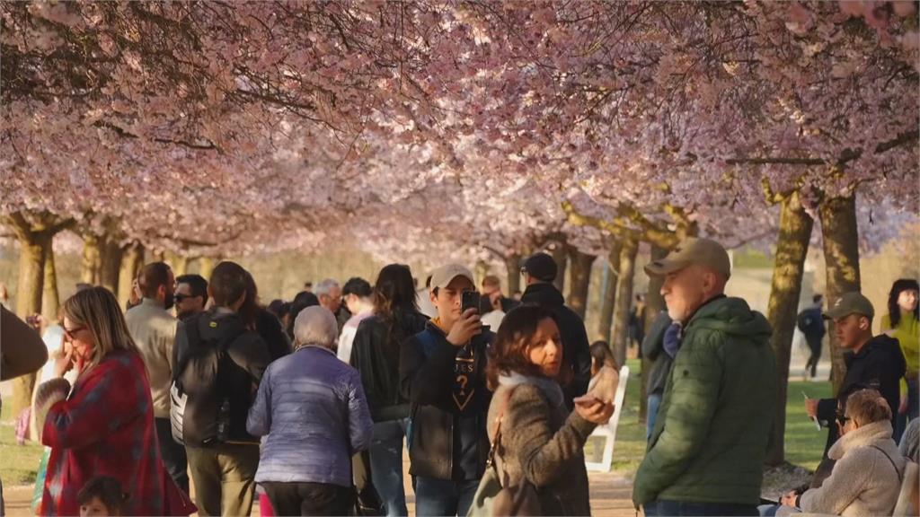 義大利維納利亞宮綻放櫻花　花期15天吸引大批人潮