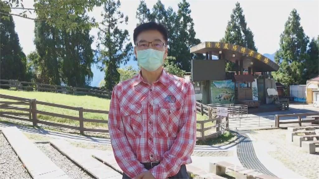 綿羊秀停太久 羊群關傻了? 快調頭! 清境羊群復工忘記「上班路」