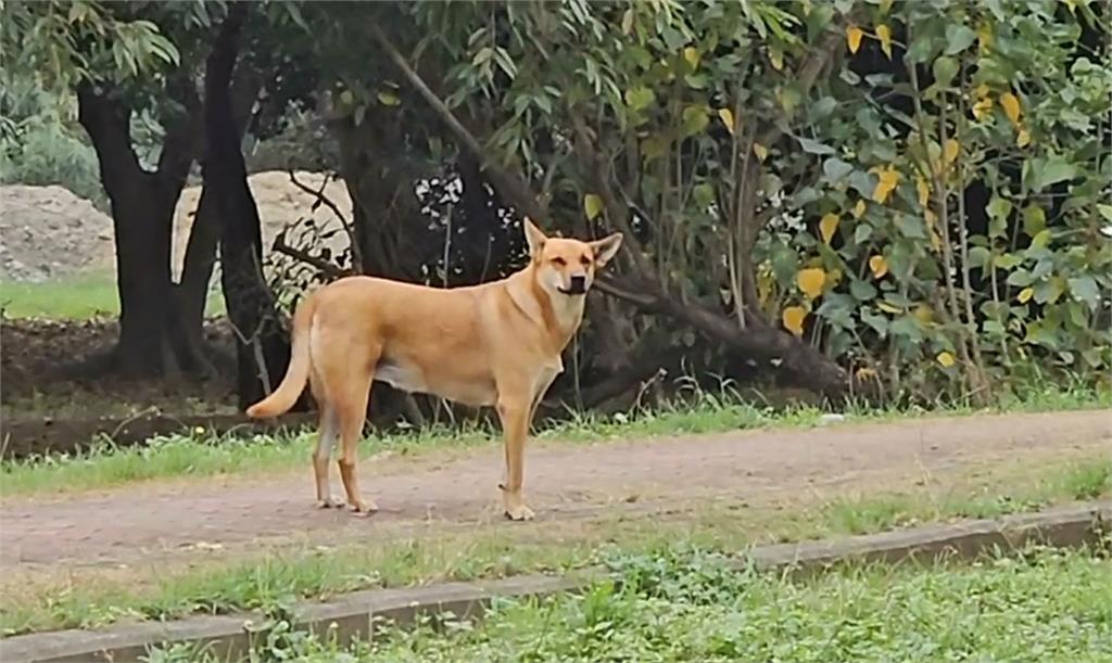 快新聞/台南9惡犬馬術場圍攻屠殺「馬隻2死3傷」 黃偉哲說話了