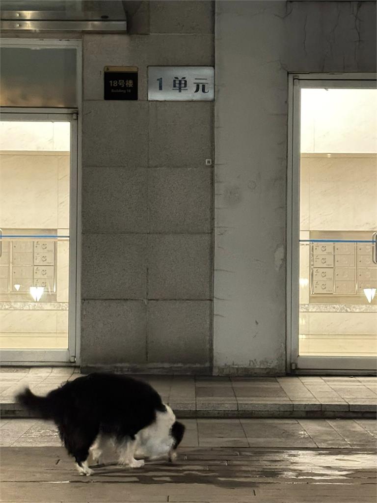 葛斯齊深夜去「于朦朧墜樓現場」被發現秒離開！恐怖實錄全公開「超毛畫面流出」