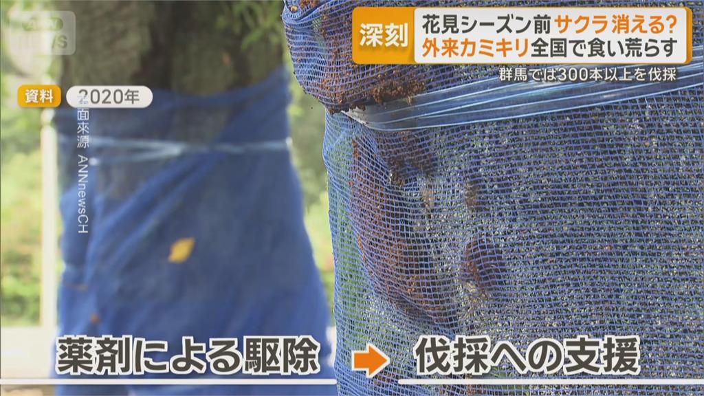 日本將迎櫻花季！　桃紅頸天牛啃食重創各地櫻花樹