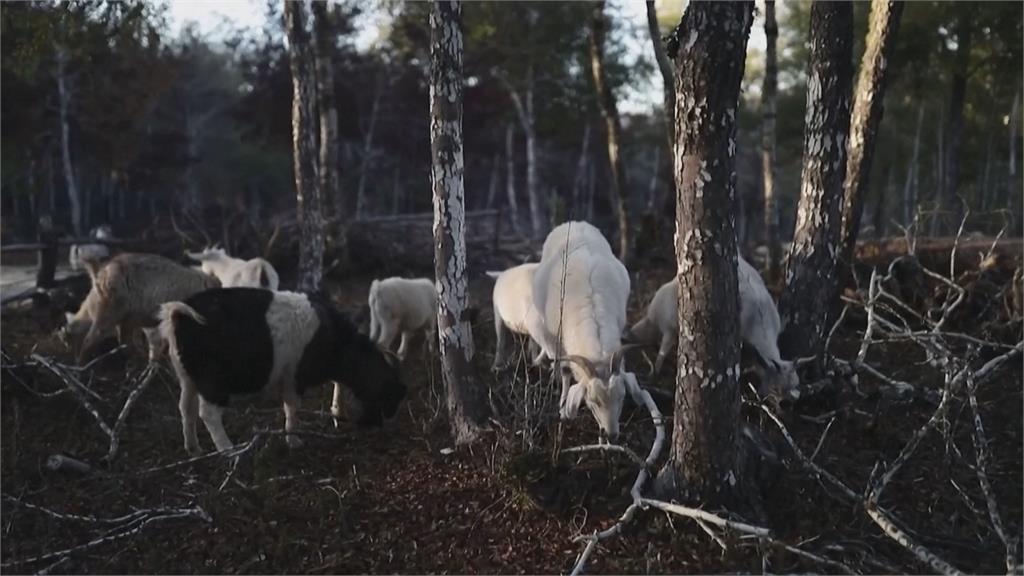 智利防野火新法寶　「消防山羊」吃灌木減少助燃物質