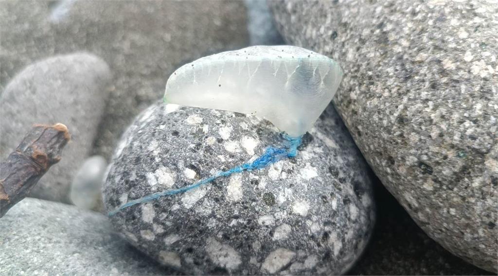 海灘驚見超多藍色泡泡!千萬別碰觸 竟是世界第三毒僧帽水母