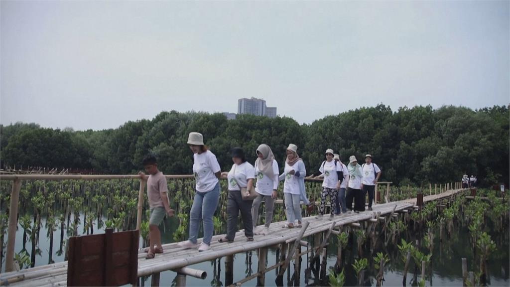 救地球! 雅加達紅樹林公園 擁有最佳儲碳能力