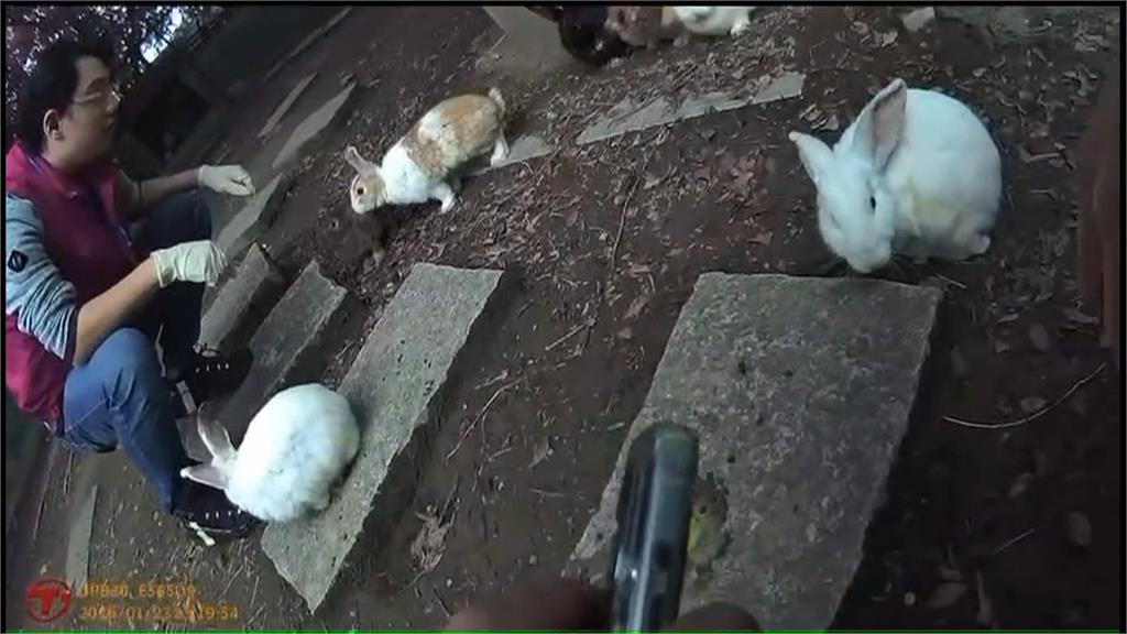 惡劣兔餐廳！非法展演大量病兔死亡　業者：生涯規劃停業