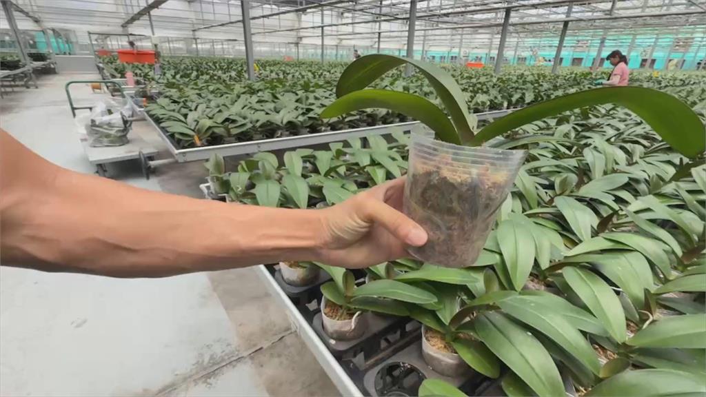 對等關稅20%衝擊蘭花業者　台灣4成蘭花輸美戰略布局大受考驗