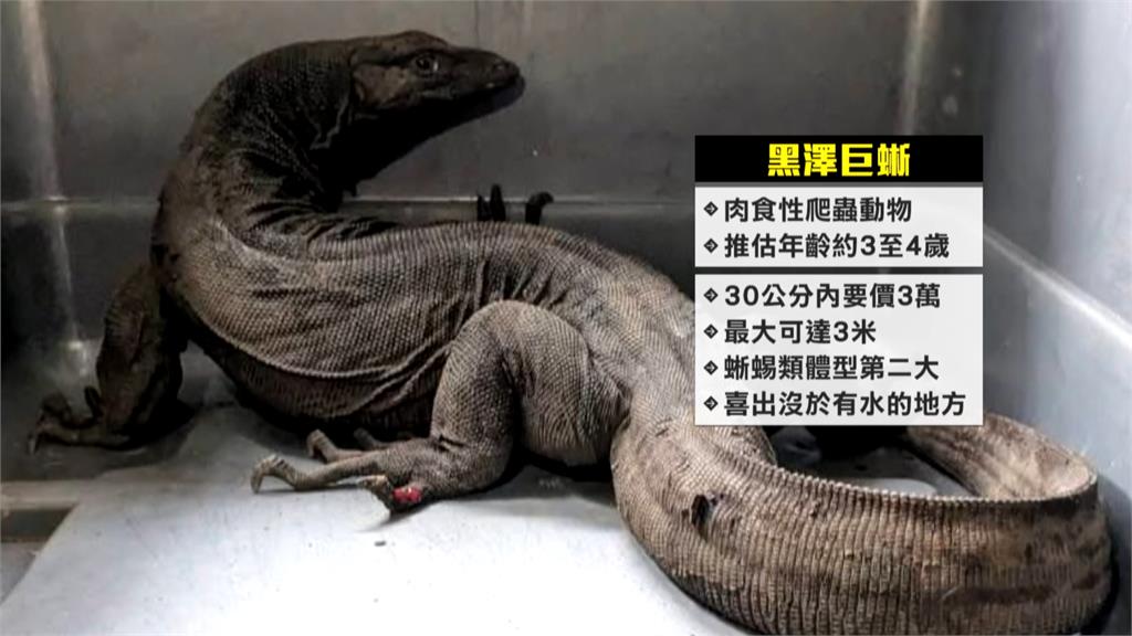 竹北街頭驚見哥吉拉！　黑澤巨蜥逛大街　動保所急尋主人
