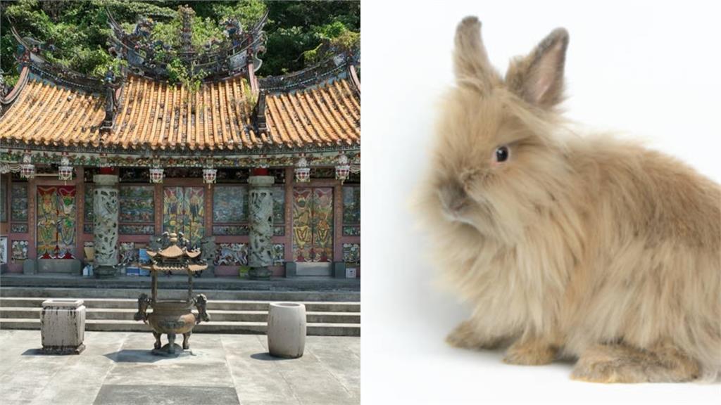 高雄男「逗兔子反被咬」氣瘋　神明前「狠踹、痛毆牠再拋飛」全被拍！