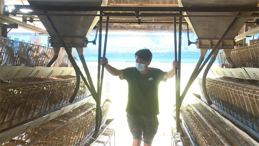 從根本解決蛋荒! 立委呼籲廢除「格子籠雞」