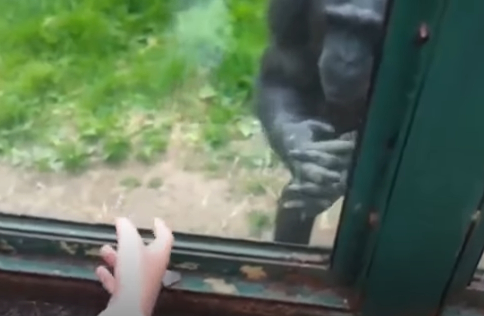 黑猩猩緊貼玻璃窗「瘋狂比手語」洩心聲　專家曝背後心碎意義惹哭網