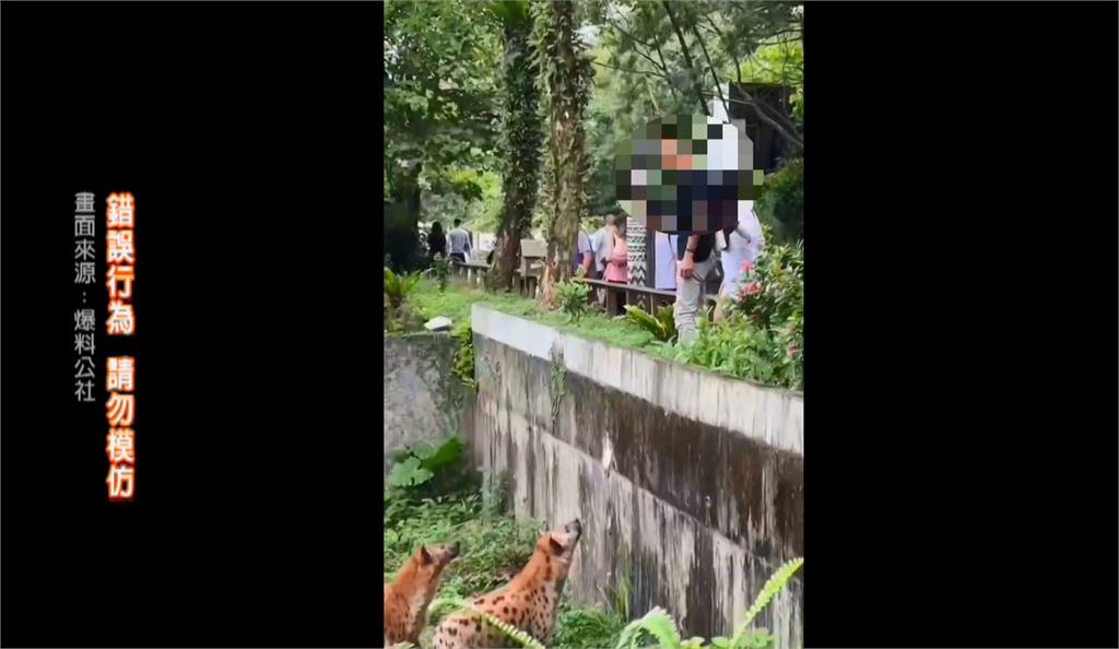 離譜!男翻越圍欄逗弄鬣狗 北市動物園:脫序行為依法究辦