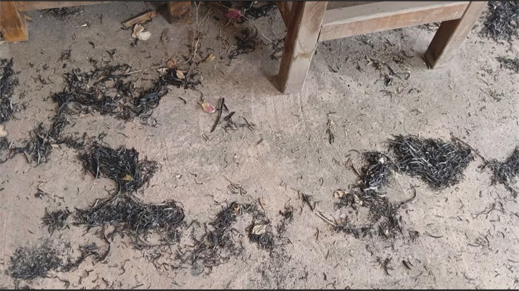 西螺大橋植物悶燒灰燼飄數公里　天空如下「灰燼雨」