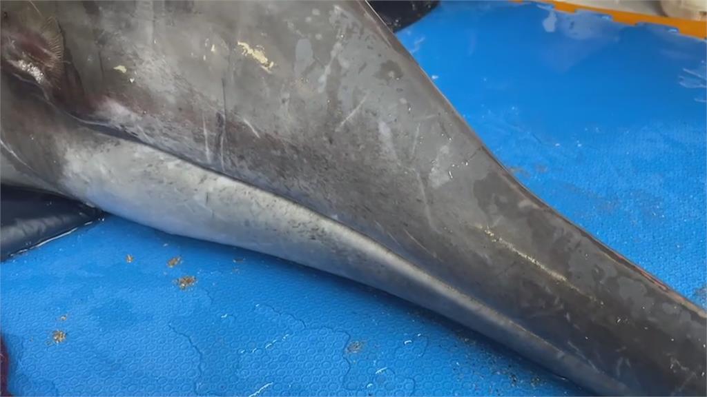 4隻海豚擱淺老梅綠石槽沙灘　1幼體過程中不幸死亡