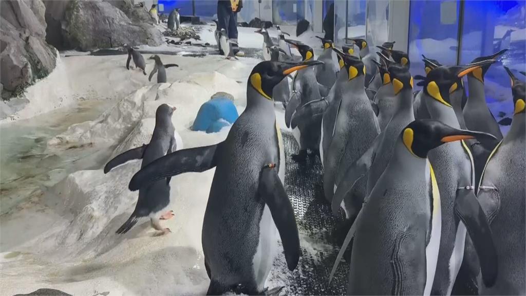 最新研究! 企鵝偏好白色 專家籲:減少使用白色塑膠