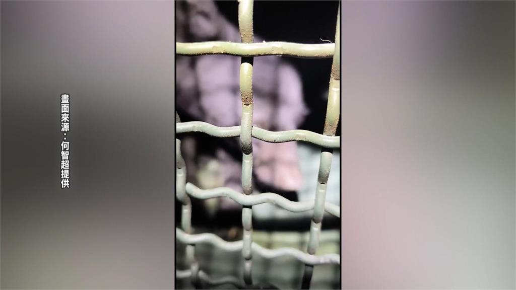 花蓮卓溪居民自家廚房遭小熊闖！林保署雞舍設誘捕籠捕獲