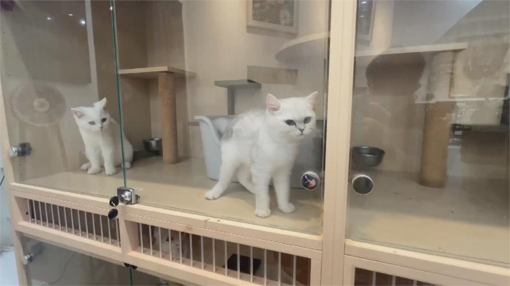 疑販售不健康貓咪! 消費者上門談判 遭業者持棍棒威脅