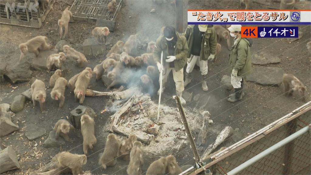 猿猴中心辦「烤火活動」　猴群圍火堆愜意取暖