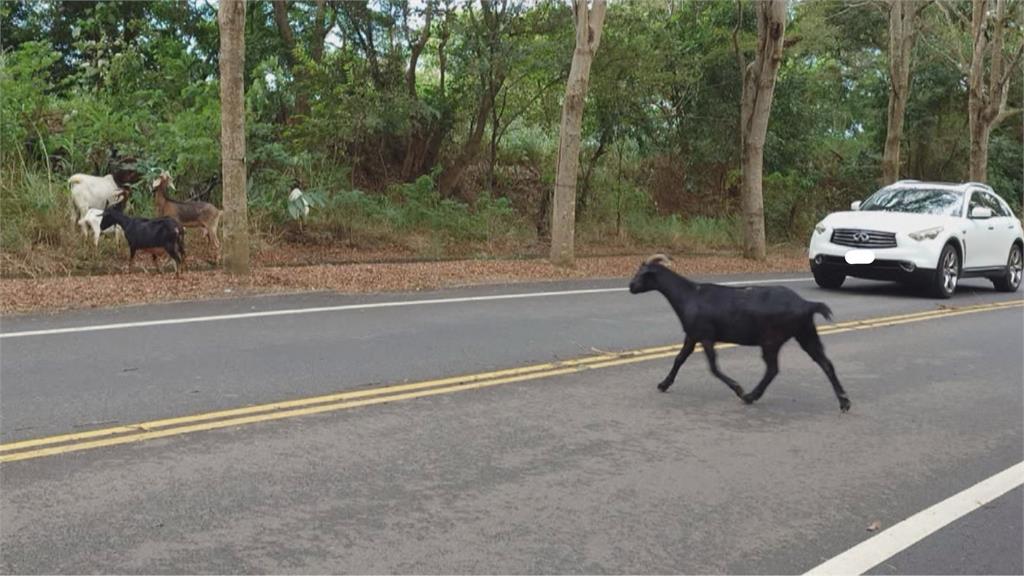 放羊吃草? 彰化139線驚見羊群出沒 霸氣「壓馬路」畫面全都錄
