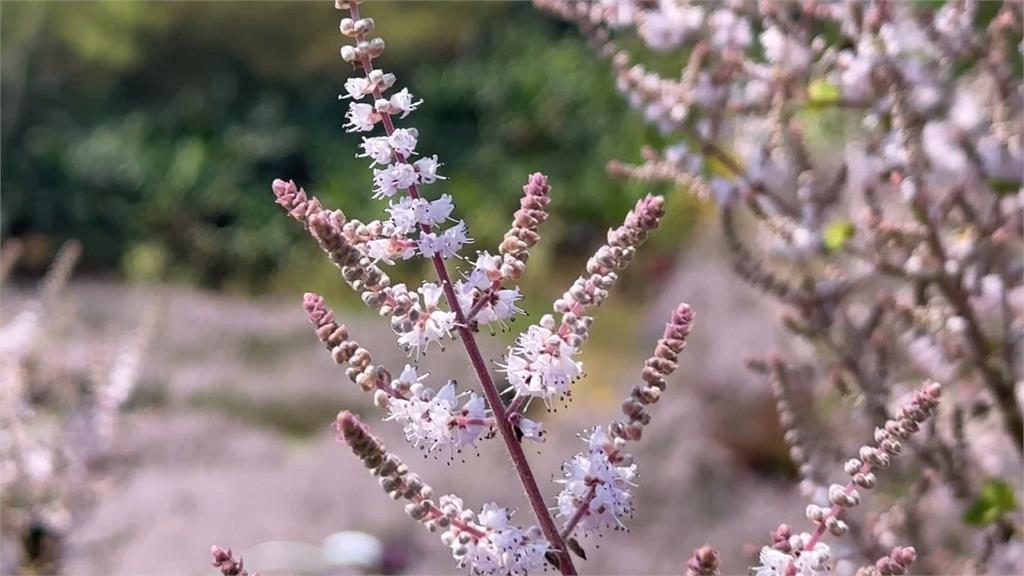 南投8千坪夢幻花海綻放 粉紅山丘如"童話世界"