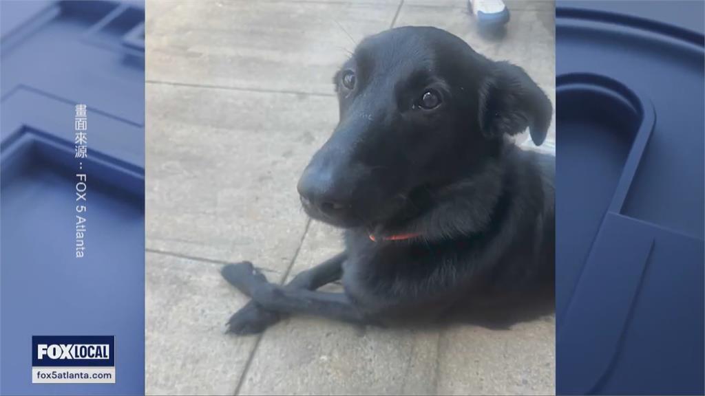 鎖警犬車內7小時熱衰竭喪命　美警官恐面臨18個月刑