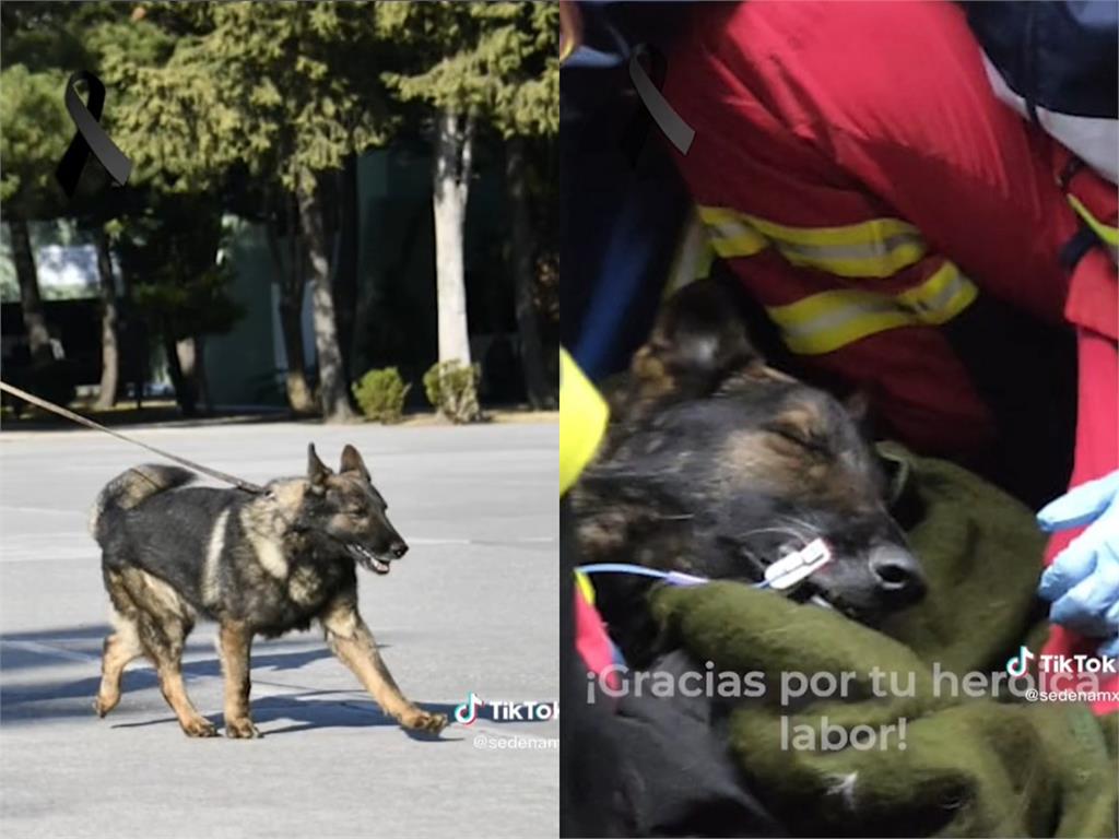 任務結束了！墨西哥搜救犬Proteo遭「瓦礫壓住」離世　最後身影曝光