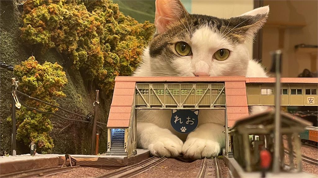 喵吉拉來襲！萌貓大戰鐵道模型　「整坨霸佔軌道」網：抱緊處理