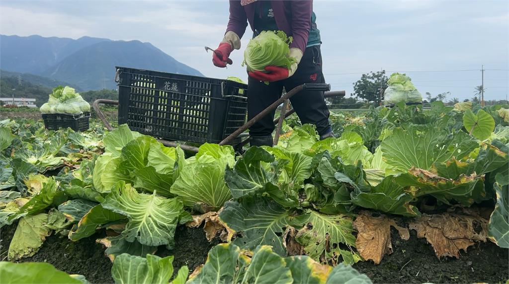 有玩又有得拿! 花蓮高麗菜田 開放民眾自採"銅板價"