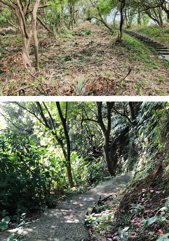 快新聞/大片樹木遭砍!殯葬集團將進駐紅淡山 綠議員轟基隆市府4失職