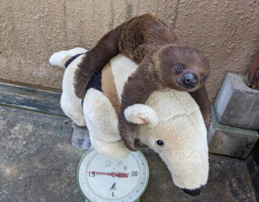 不想量體重啦!日本動物園拿1物「樹懶寶寶乖乖趴好」萌度破表…全網融化了