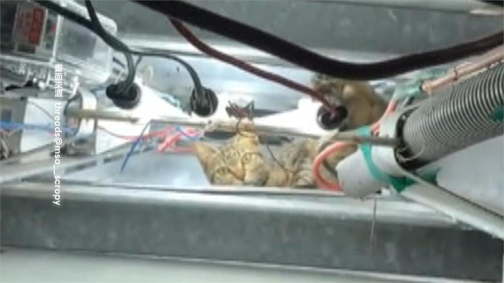 高雄戶外燈箱新裝置藝術？　竟是「野生喵星人」鑽入取暖