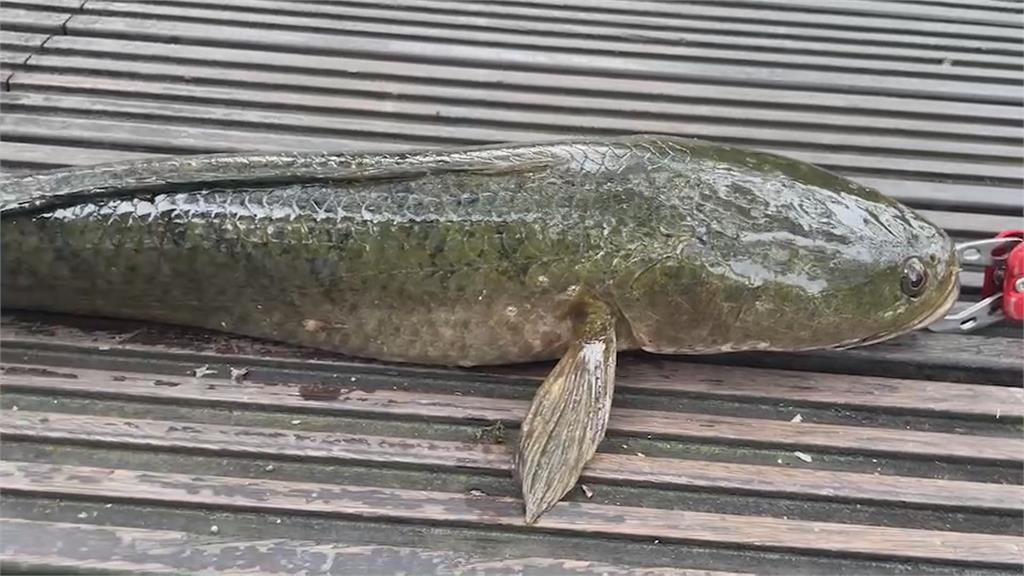 兇猛沒天敵!泰國鱧入侵羅東林場 釣魚競賽盼移除外來種