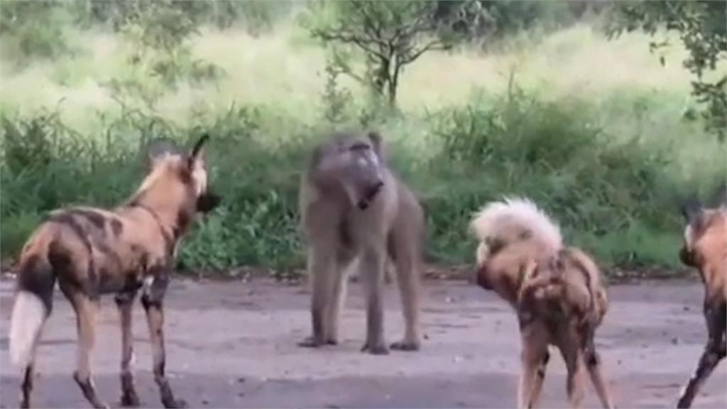 單挑7隻鬣狗！兇猛狒狒震懾狗群　網驚：根本沒把牠們放在眼裡
