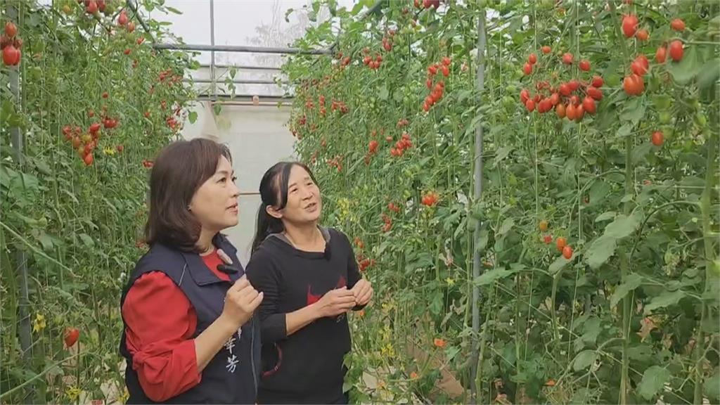 年節送水果禮盒！屏東雪麗棗賣相佳　嘉義小番茄奪全國競賽亞軍