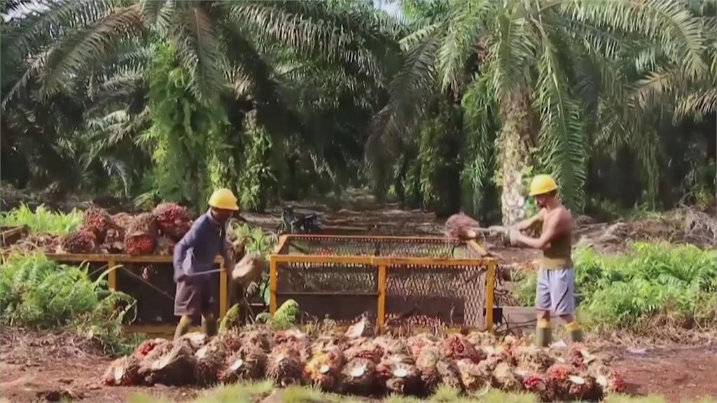 印尼上週禁棕櫚油出口　全球爆食用油之亂