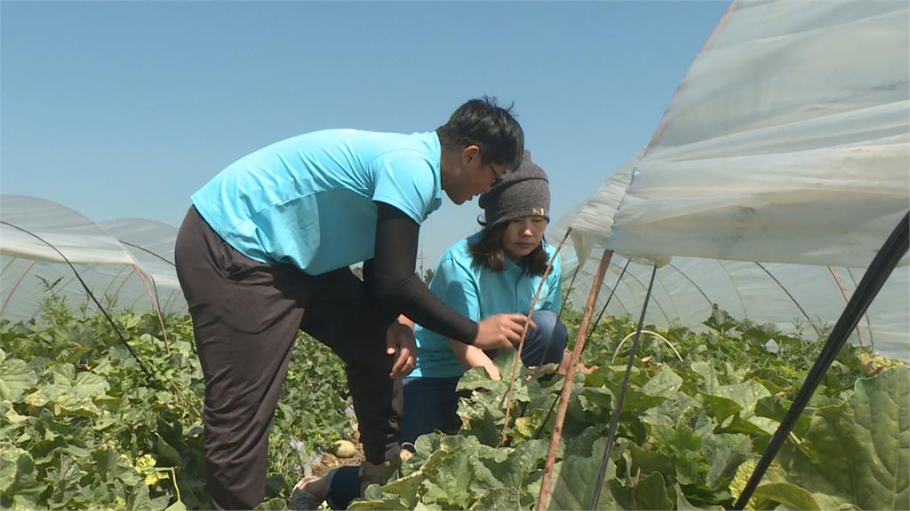 熱搜／一圓香瓜夢！　電機碩士放棄高薪返鄉種瓜