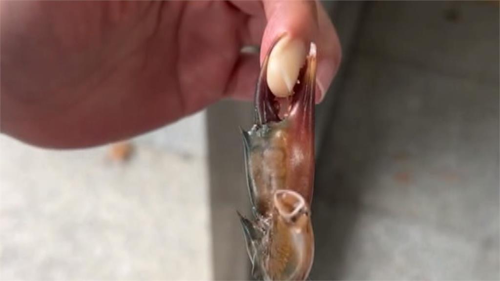 料理螃蟹要小心！婦人遭蟹螯夾手指　消防徒手扳開成功救援