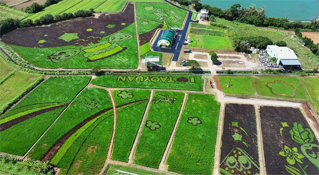 全國最大「彩稻國旗」在桃園！　空拍視角超壯觀