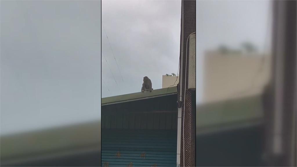 獼猴大軍又現蹤! 高雄壽山大猴帶小猴下山吃早餐