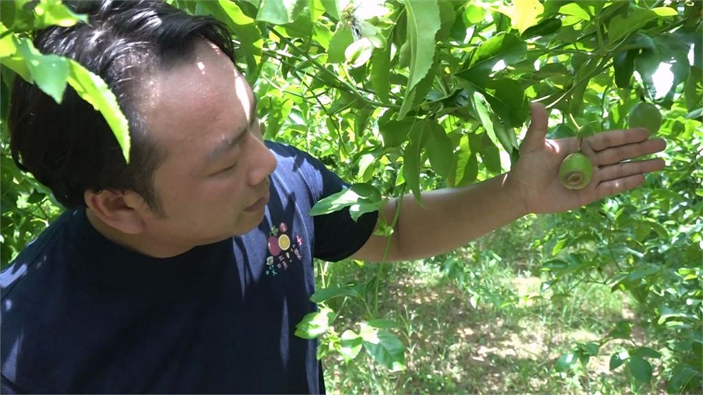氣候異常加上病蟲害! 埔里大坪頂「百香果」災損嚴重