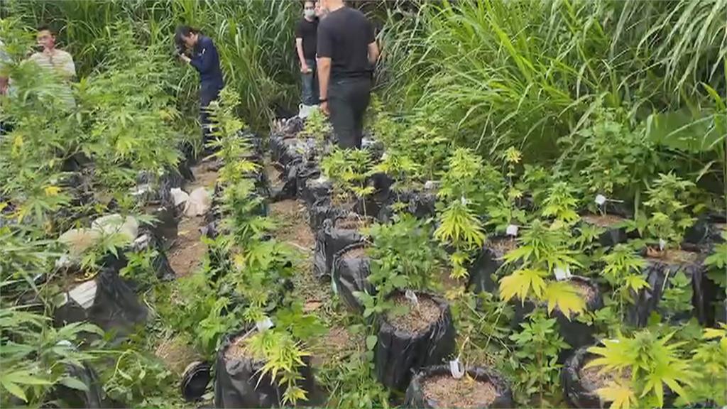 外籍移工宿舍變分裝場 山上露天種大麻被逮