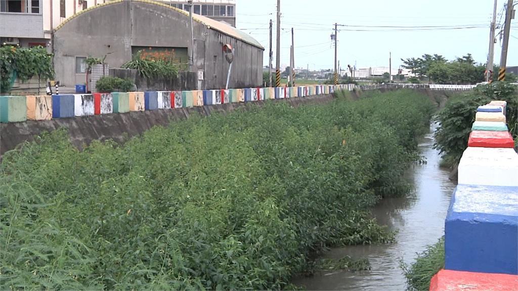 誇張!線西大排雜草叢生 延伸百米如「森林公園」