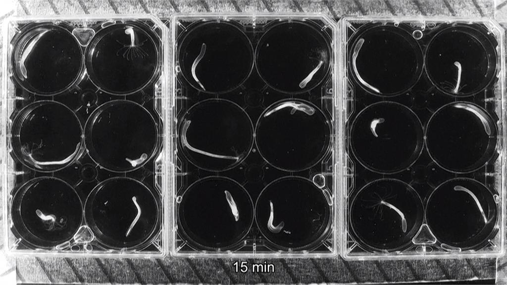 水母無大腦也具備睡眠行為　學者：如人類每天睡眠8小時
