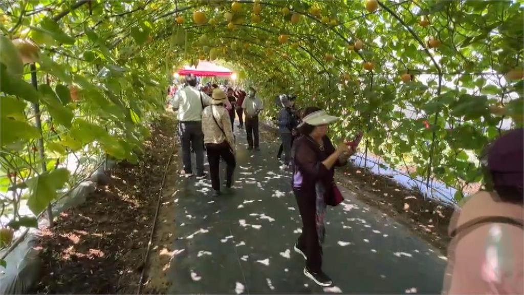 多達60種造型南瓜! 苗栗造橋打造200公尺南瓜隧道好美