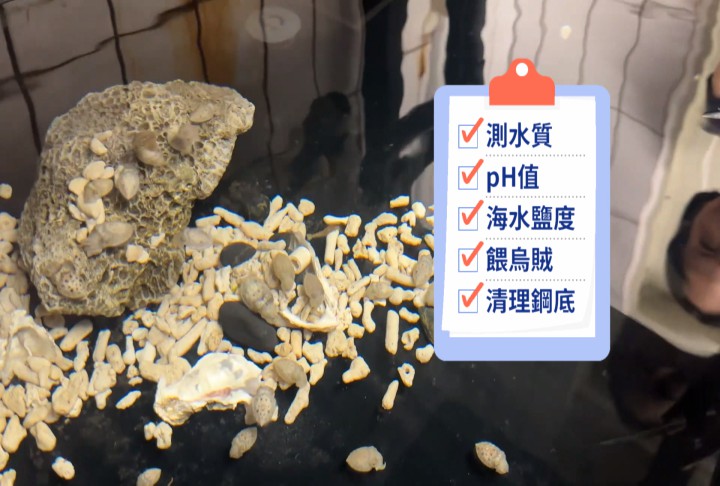 清大教授徵「餵花枝」工讀　網笑翻：怎麼每隻看起來都很好吃