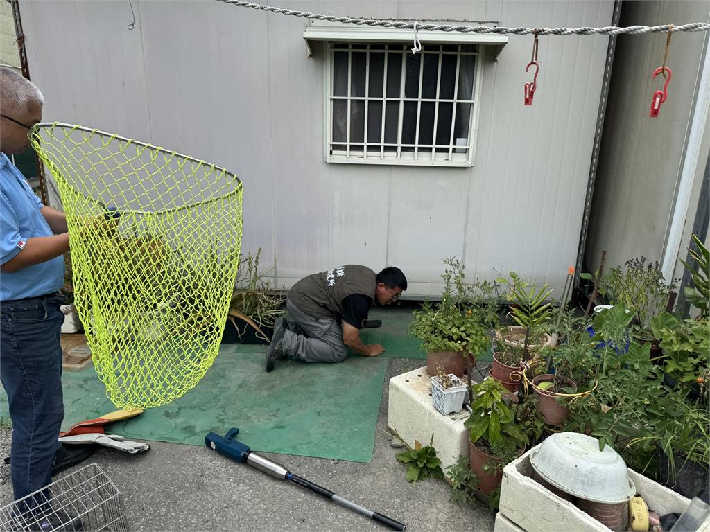 台東鼬獾患「狂犬病」咬傷遊客!5月已累計3例 農業處籲民眾當心