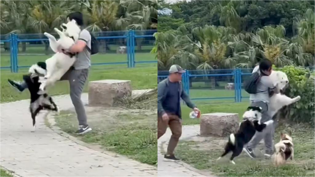 影/邊牧騰空「飛咬薩摩耶」震撼片曝!攻擊性犬「1情況」最高罰15萬
